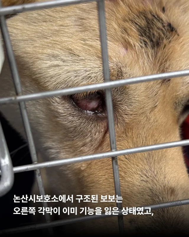 세이버즈가 만든 한쪽 눈의 기적 #위액트보보 현장 사진