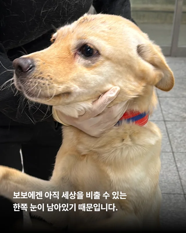 세이버즈가 만든 한쪽 눈의 기적 #위액트보보 현장 사진