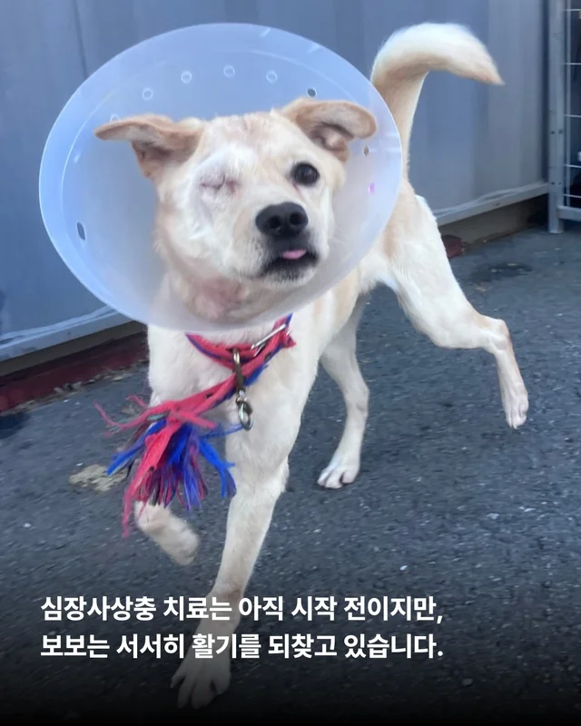 세이버즈가 만든 한쪽 눈의 기적 #위액트보보 현장 사진