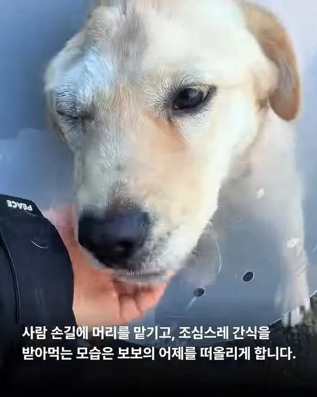 세이버즈가 만든 한쪽 눈의 기적 #위액트보보 현장 사진