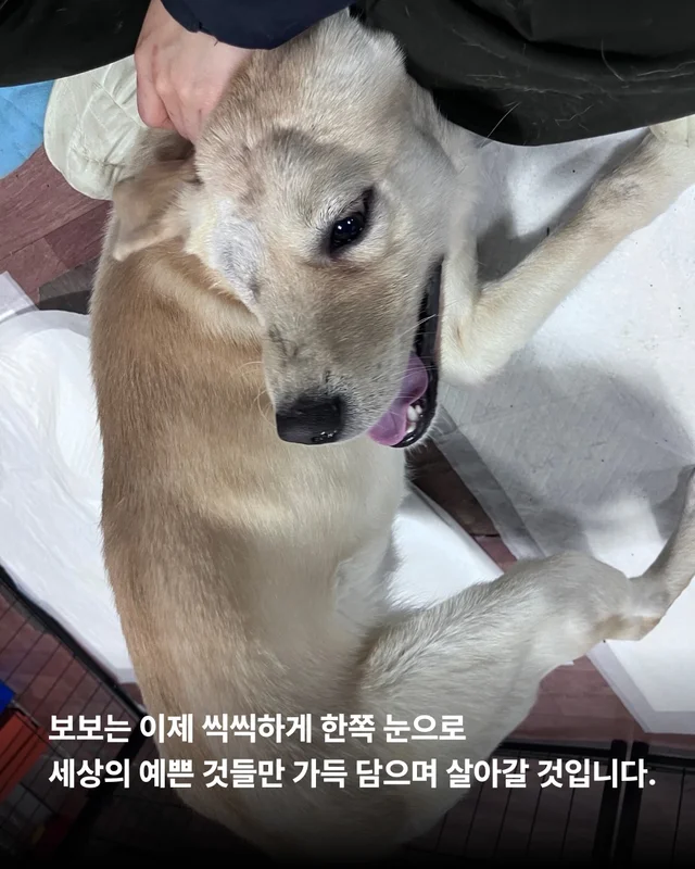 세이버즈가 만든 한쪽 눈의 기적 #위액트보보 현장 사진