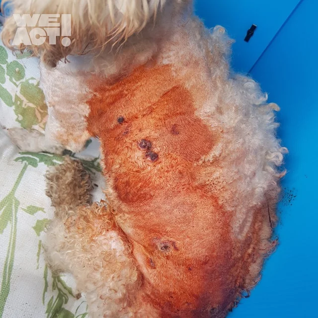 함평군보호소 현장 사진