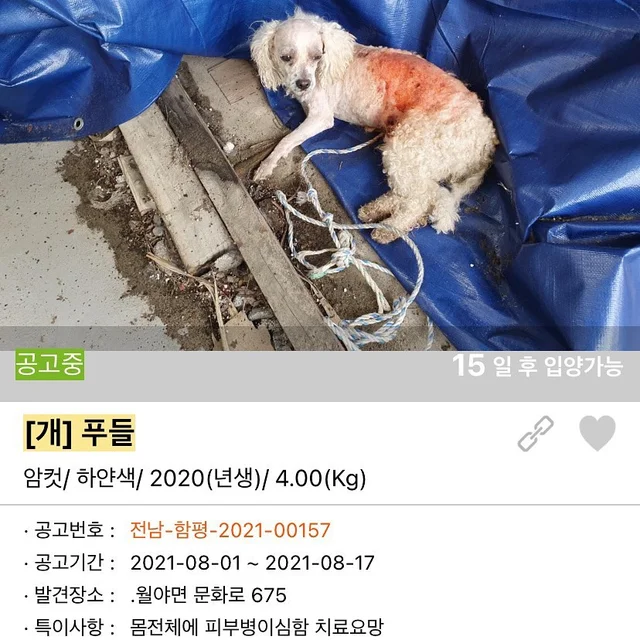 함평군보호소 현장 사진