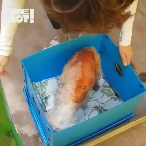 함평군보호소 현장 사진