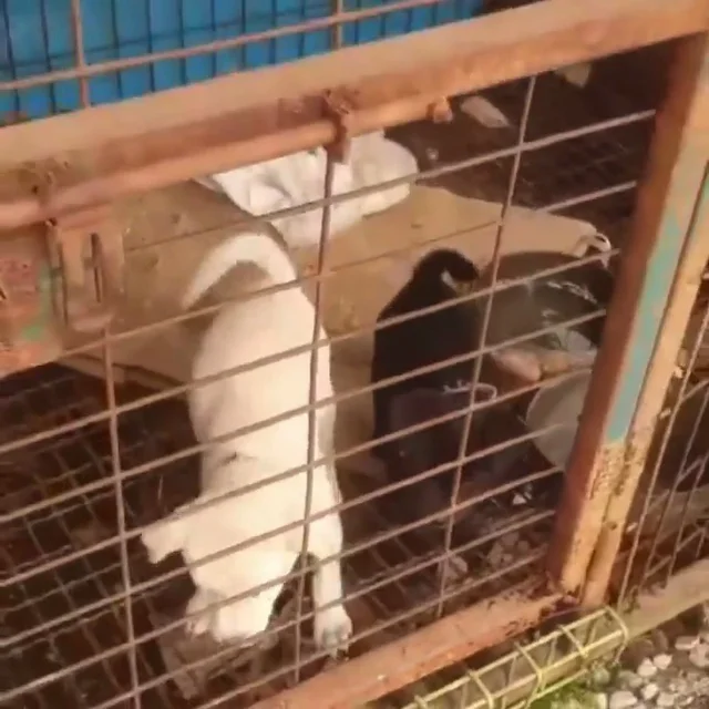 화성팔탄개농장_3 현장 사진