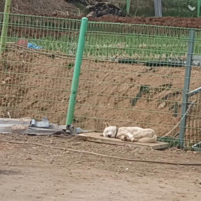 화성팔탄개농장_3 현장 사진