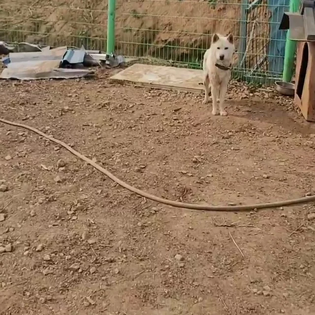 화성팔탄개농장_3 현장 사진