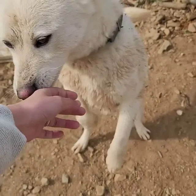 화성팔탄개농장_3 현장 사진