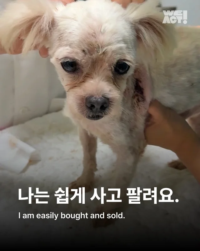 성북구 애니멀호더 현장 사진
