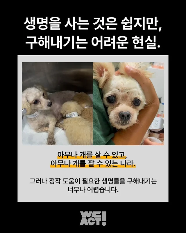 성북구 애니멀호더 현장 사진
