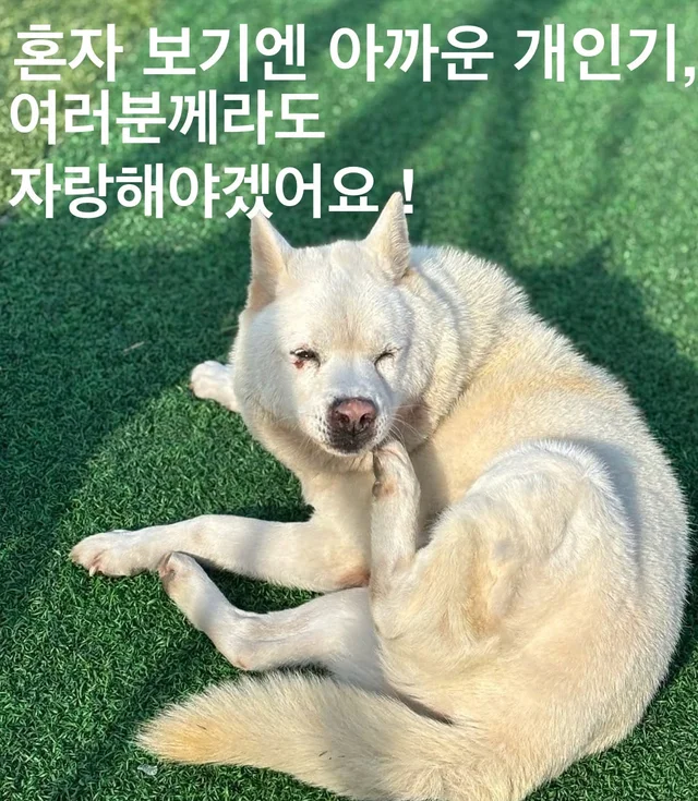 혼자 보기엔 아까운 개인기, 여러분께라도 자랑해야겠.. 현장 사진