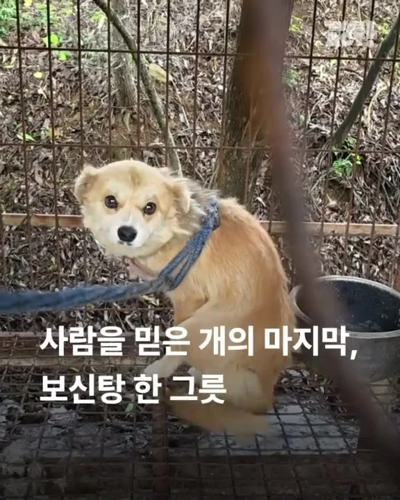전남개농장 현장 사진