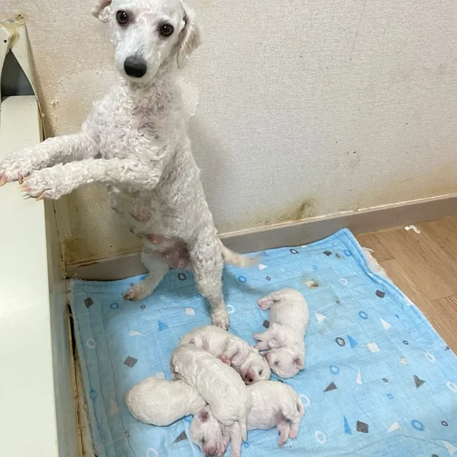 성주허가번식장 현장 사진