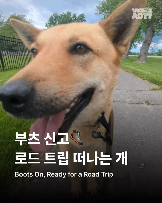 부츠 신고, 로드 트립 떠나는 개 현장 사진