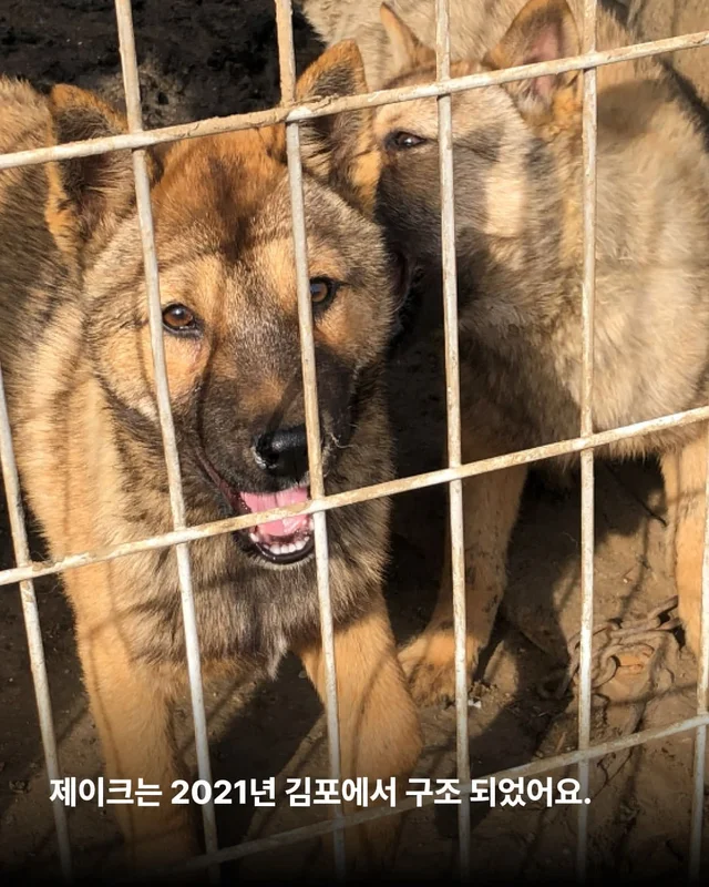 부츠 신고, 로드 트립 떠나는 개 현장 사진