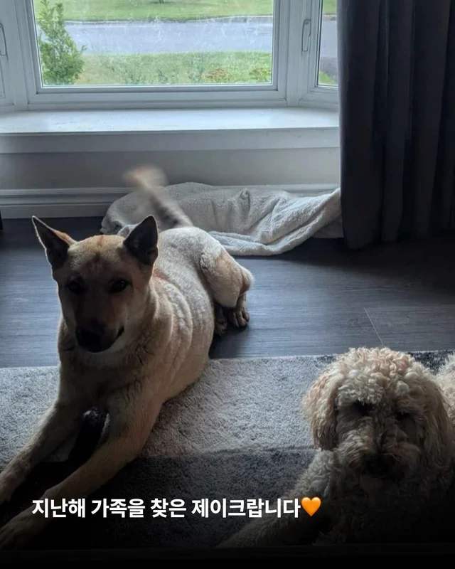 부츠 신고, 로드 트립 떠나는 개 현장 사진