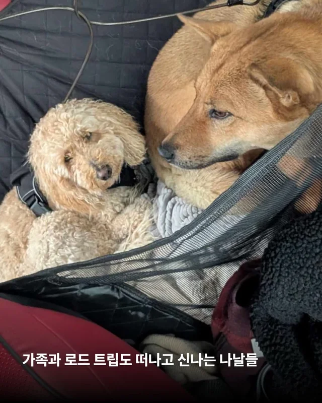 부츠 신고, 로드 트립 떠나는 개 현장 사진