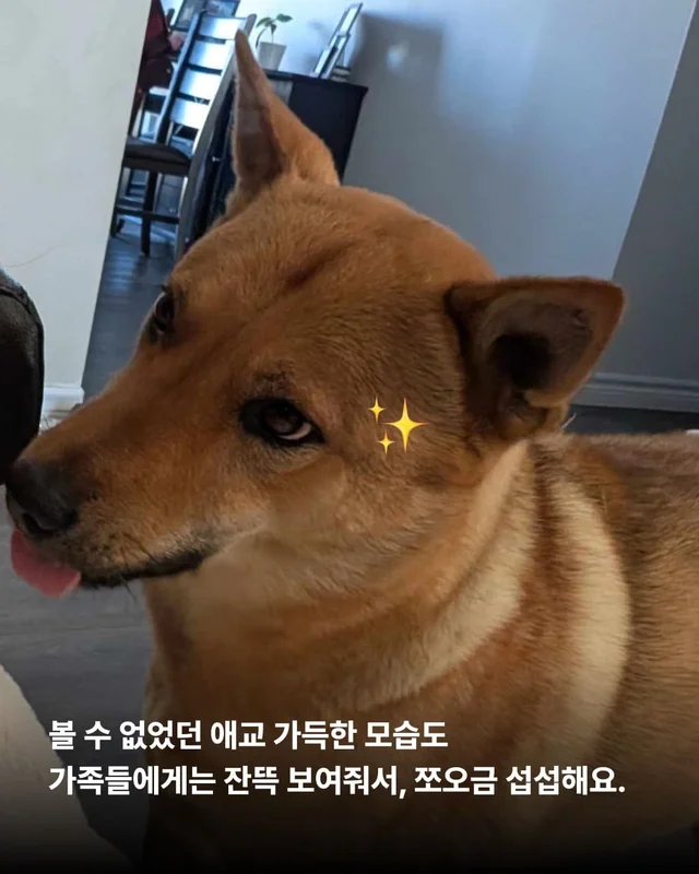 부츠 신고, 로드 트립 떠나는 개 현장 사진