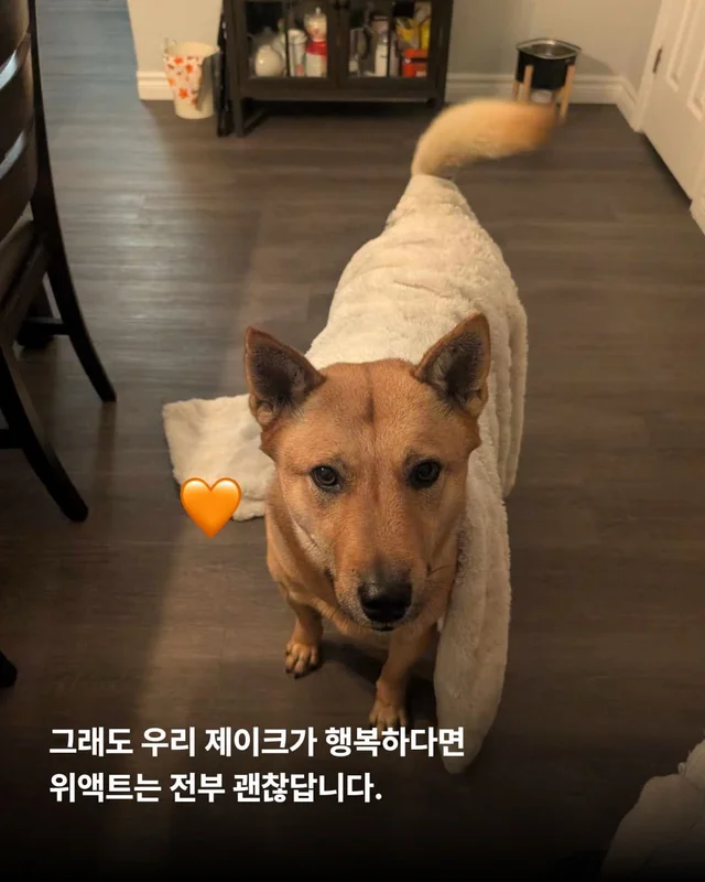 부츠 신고, 로드 트립 떠나는 개 현장 사진
