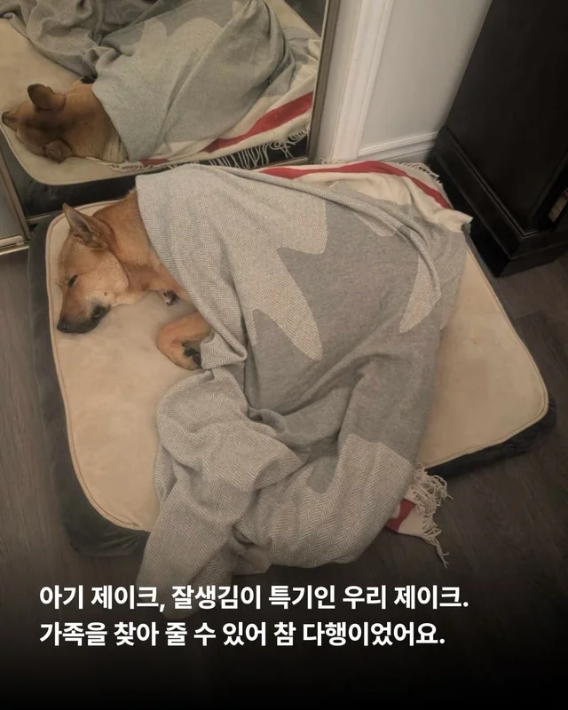 부츠 신고, 로드 트립 떠나는 개 현장 사진
