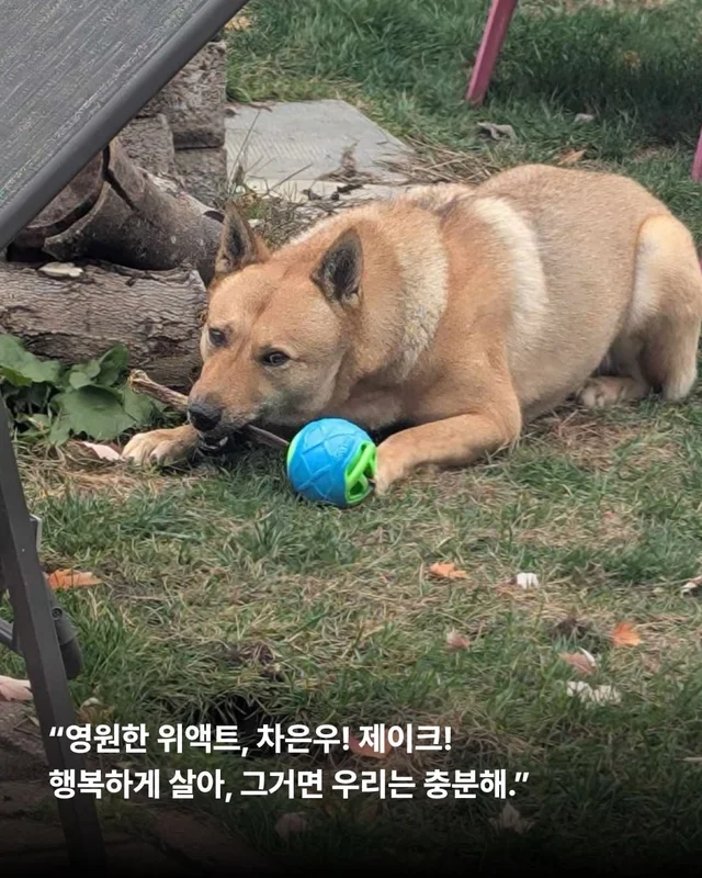 부츠 신고, 로드 트립 떠나는 개 현장 사진