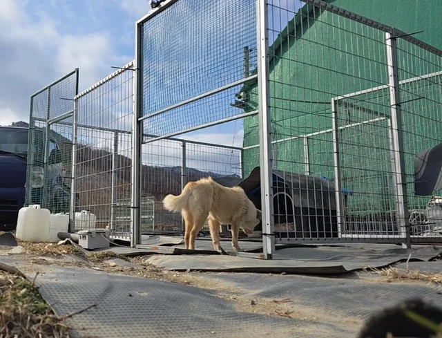 올무 걸린 유기견 현장 사진