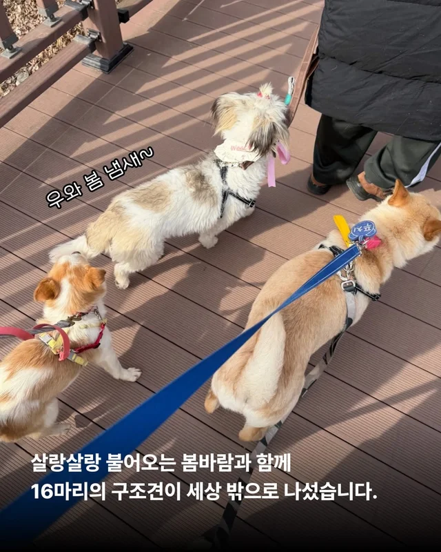구조견들의 용감한 외출 사회화데이 현장 사진