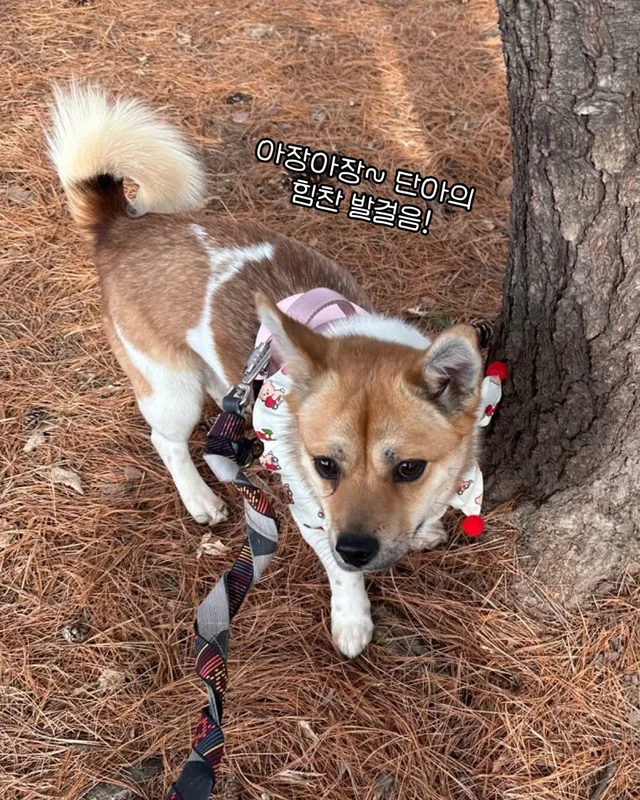구조견들의 용감한 외출 사회화데이 현장 사진