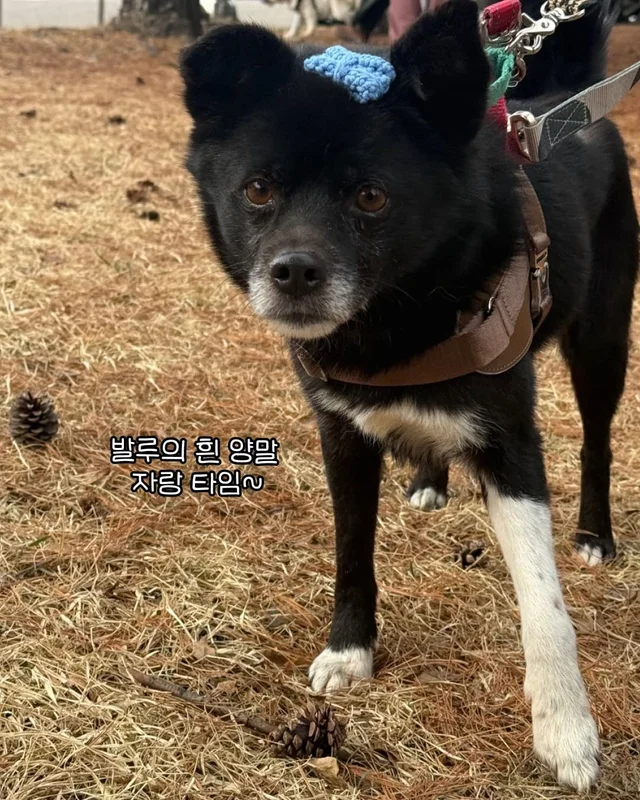 구조견들의 용감한 외출 사회화데이 현장 사진