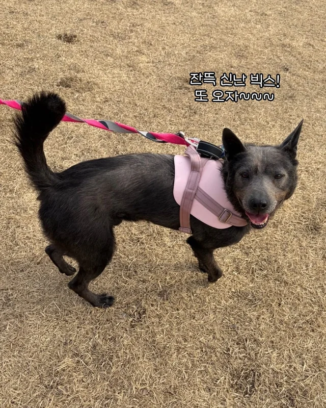 구조견들의 용감한 외출 사회화데이 현장 사진