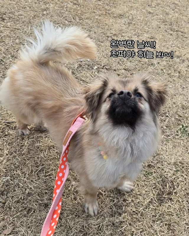 구조견들의 용감한 외출 사회화데이 현장 사진