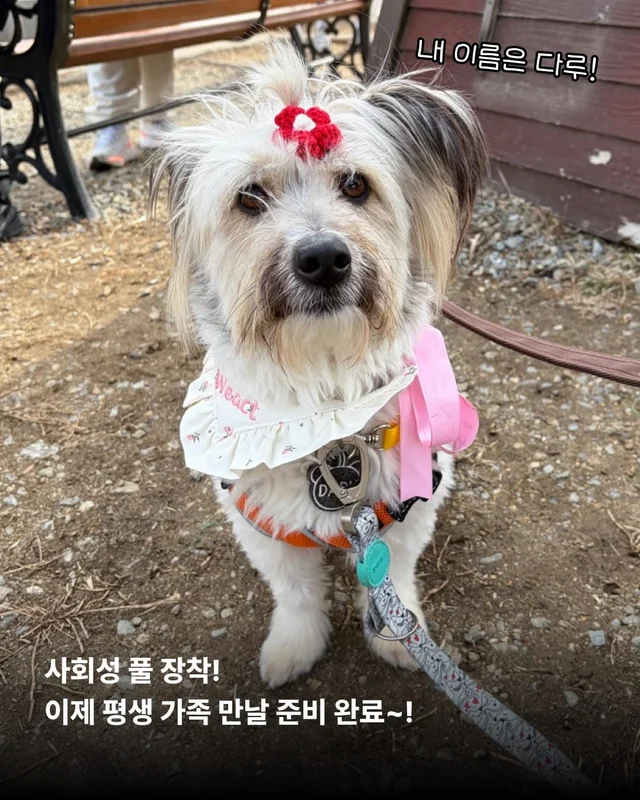구조견들의 용감한 외출 사회화데이 현장 사진