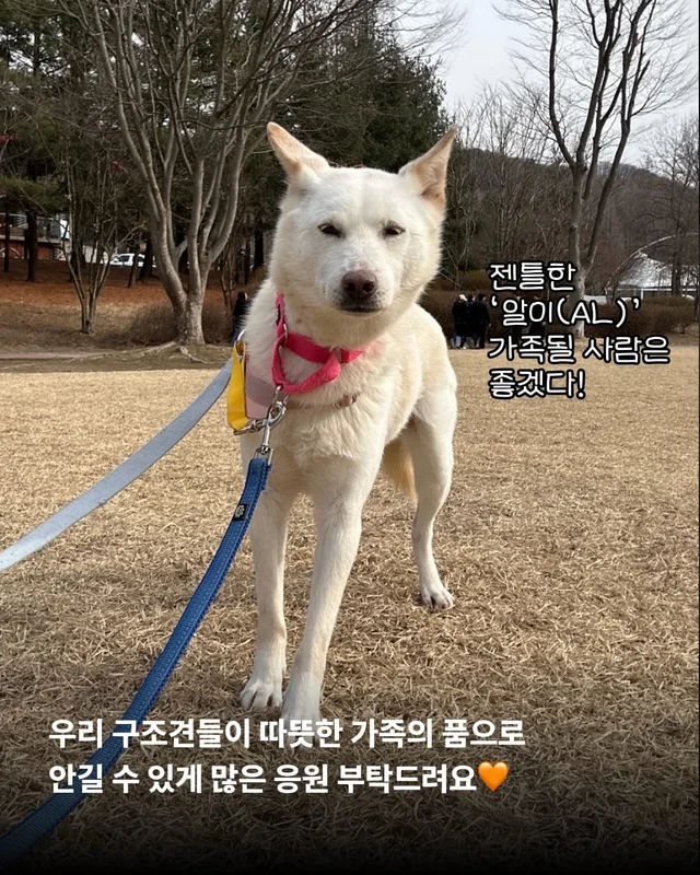구조견들의 용감한 외출 사회화데이 현장 사진