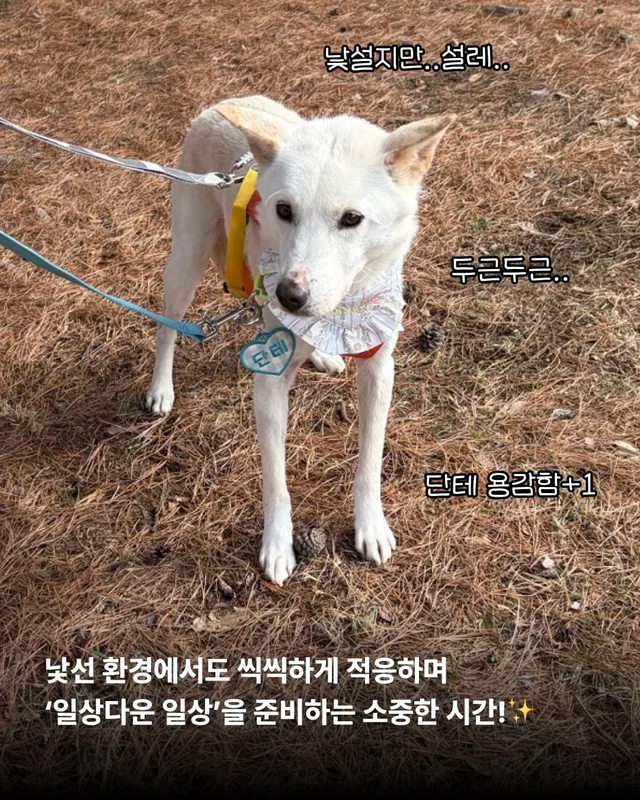 구조견들의 용감한 외출 사회화데이 현장 사진