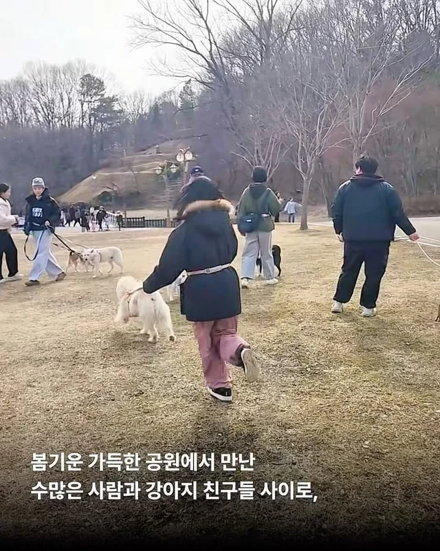 구조견들의 용감한 외출 사회화데이 현장 사진