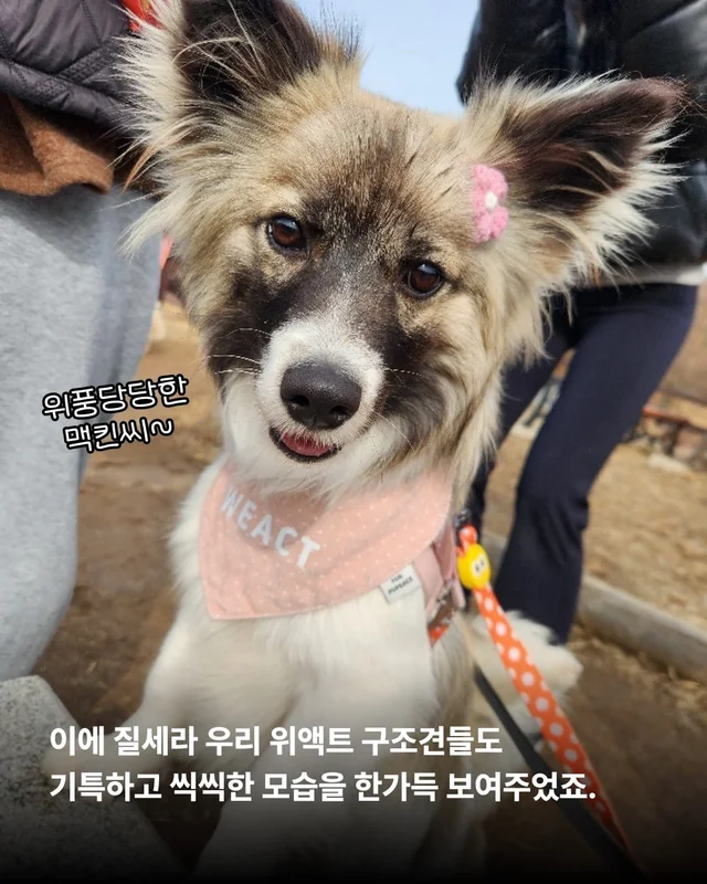 구조견들의 용감한 외출 사회화데이 현장 사진