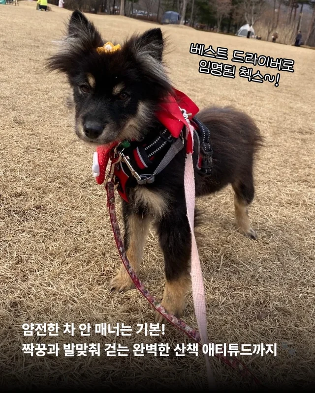 구조견들의 용감한 외출 사회화데이 현장 사진