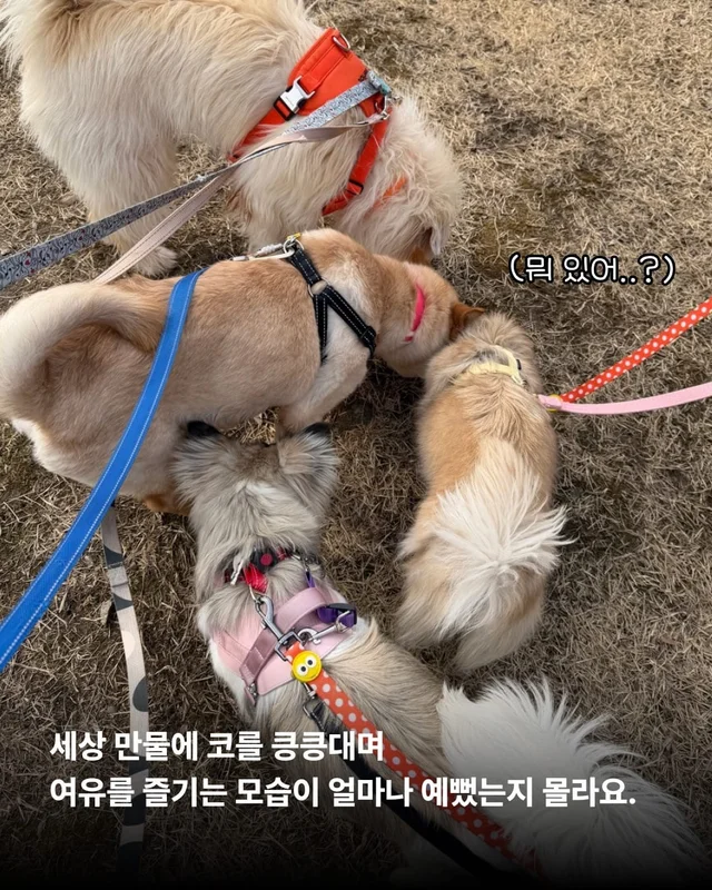구조견들의 용감한 외출 사회화데이 현장 사진
