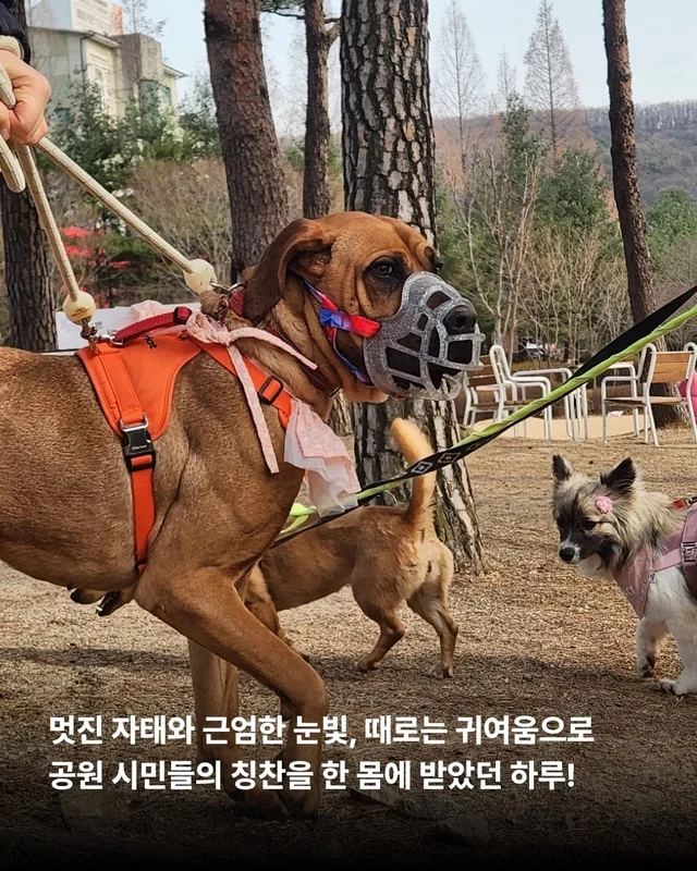 구조견들의 용감한 외출 사회화데이 현장 사진