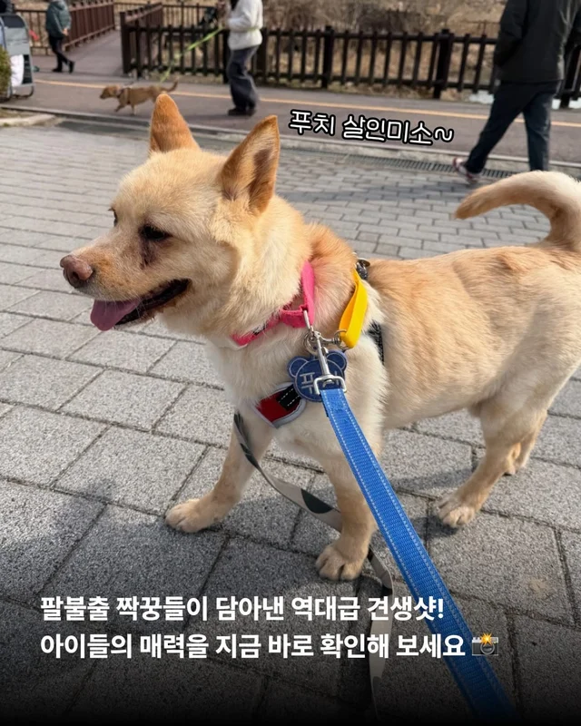 구조견들의 용감한 외출 사회화데이 현장 사진