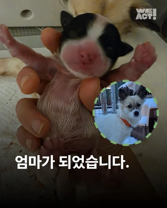 엄마가 되었습니다. 현장 사진