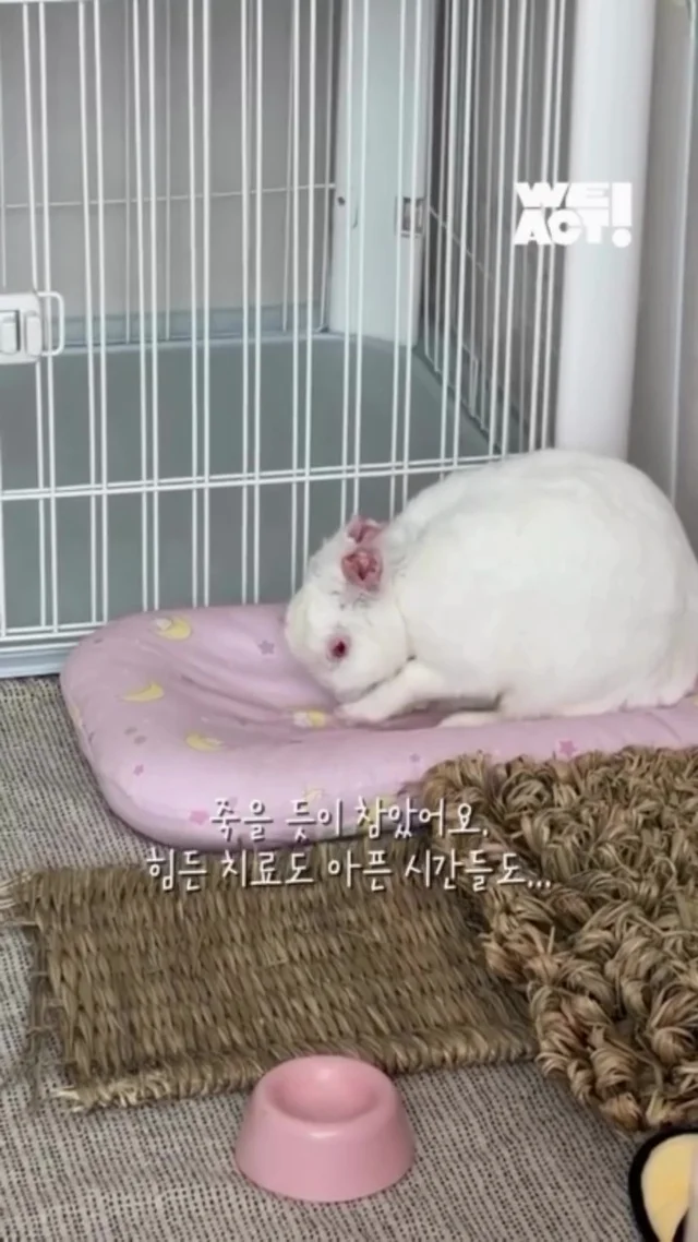 두 귀가 사라진 토끼에게 생긴 가족 현장 사진