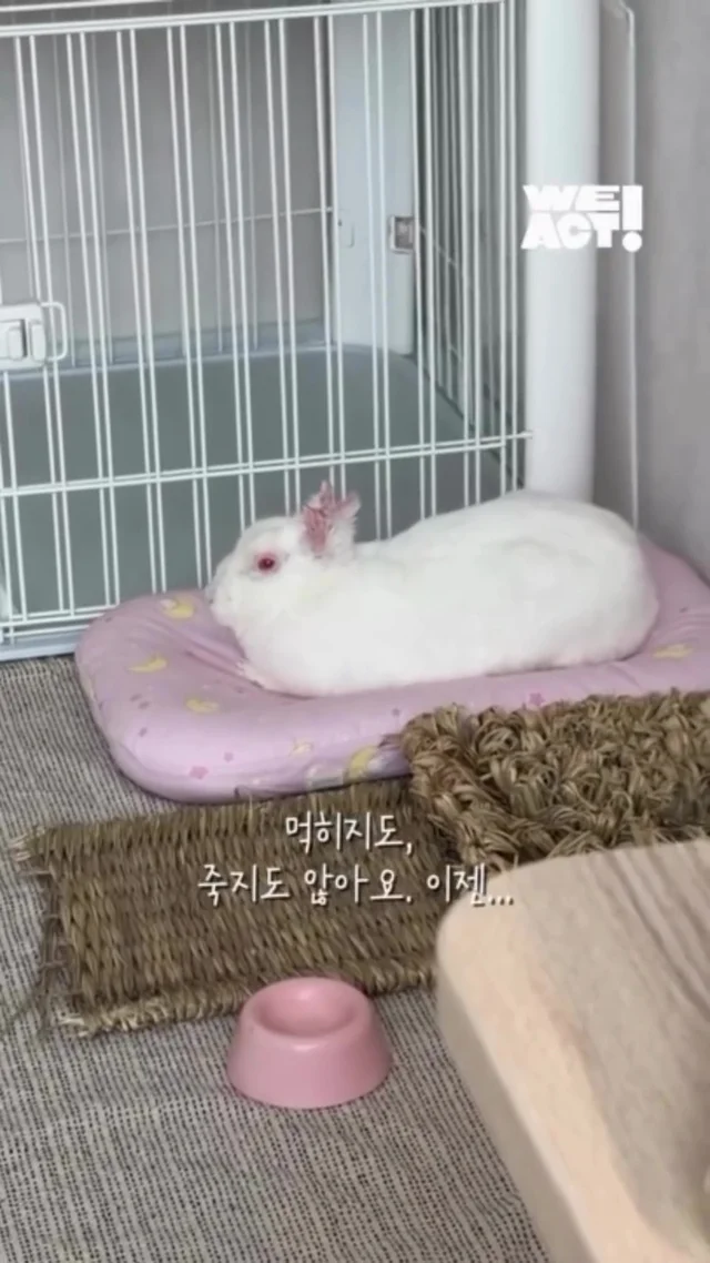 두 귀가 사라진 토끼에게 생긴 가족 현장 사진