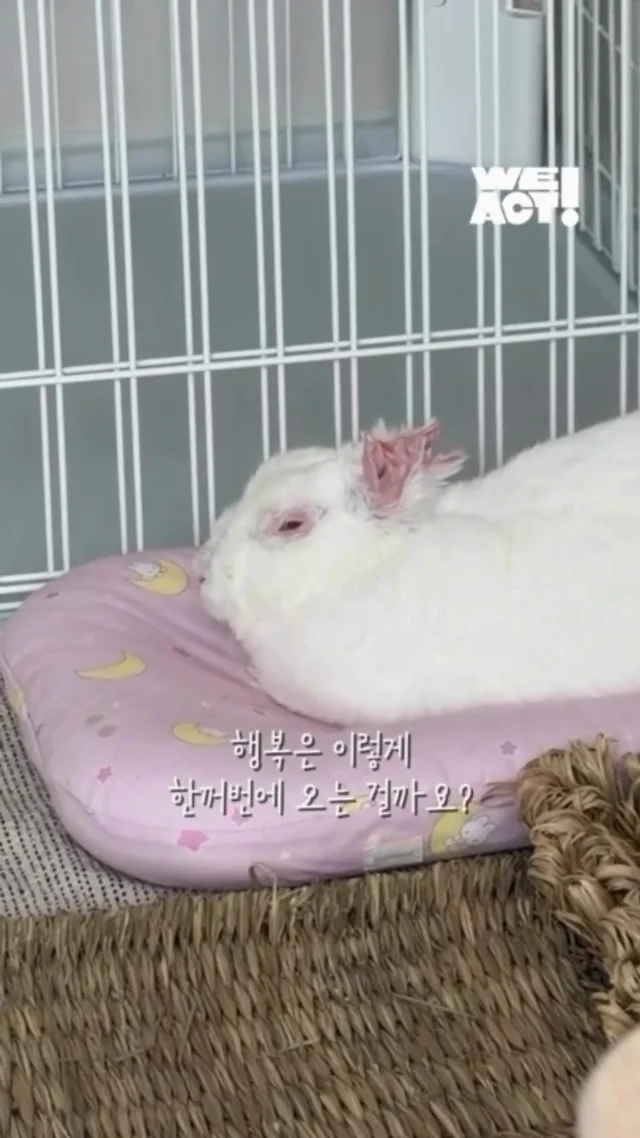 두 귀가 사라진 토끼에게 생긴 가족 현장 사진