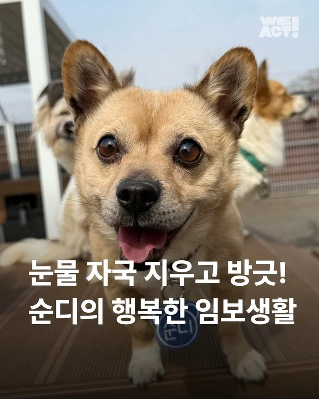 사랑 가득한 순디의 임보생활 현장 사진