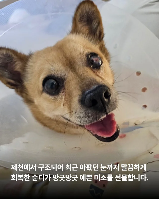 사랑 가득한 순디의 임보생활 현장 사진