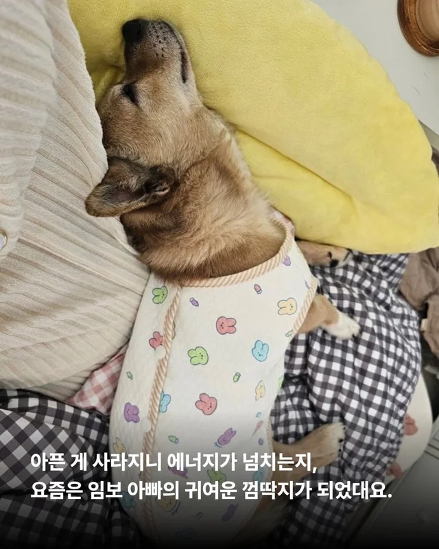 사랑 가득한 순디의 임보생활 현장 사진