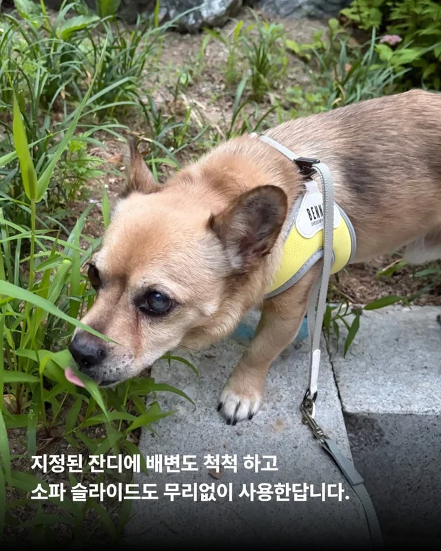 사랑 가득한 순디의 임보생활 현장 사진