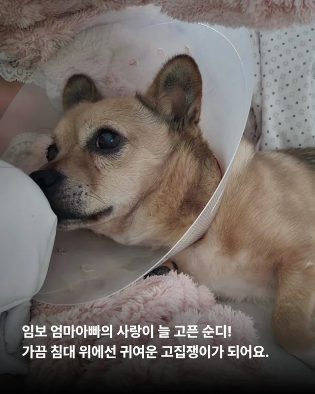 사랑 가득한 순디의 임보생활 현장 사진