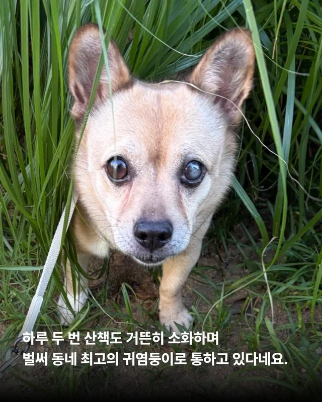 사랑 가득한 순디의 임보생활 현장 사진